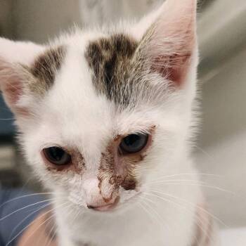 Mileena -  Domestic Medium Hair Cat for Adoption in Charleston, West Virginia - Mileena | PetCurious