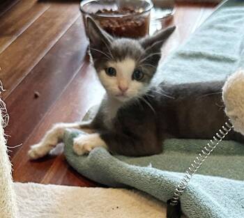 Domestic Short Hair Cats Available for Adoption in Magnolia Springs, Alabama - Dandie | PetCurious