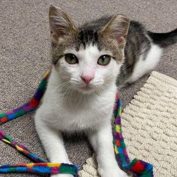 Anna -  Domestic Short Hair Cat for Adoption in Sterling Heights, Michigan - Anna | PetCurious