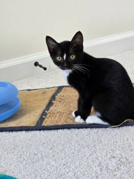 Rescue Domestic Short Hair Cats for Adoption in Youngsville, North Carolina - Raindrop25 | PetCurious