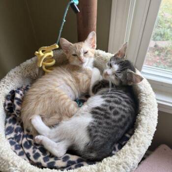 Soda Pop -  Domestic Short Hair Cat for Adoption in Fishers, Indiana - Soda Pop | PetCurious