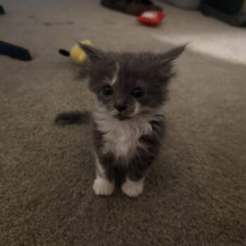 Dandelion -  Domestic Medium Hair Cat for Adoption in Penns Grove, New Jersey - Dandelion | PetCurious