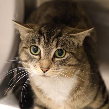 Domestic Short Hair Cats Available for Adoption in Briarcliff Manor, New York - Muffin | PetCurious