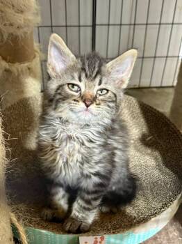 Feta (The Cheese Litter) -  Domestic Long Hair and Maine Coon Cat for Adoption in Mattoon, Illinois - Feta (The Cheese Litter) | PetCurious