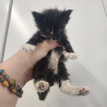 Katherine Johnson -  Domestic Long Hair Cat for Adoption in Pullman, Washington - Katherine Johnson | PetCurious