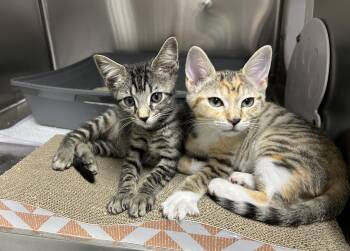Cello and Bongo -  Domestic Short Hair Cat for Adoption in Waltham, Massachusetts - Cello And Bongo | PetCurious