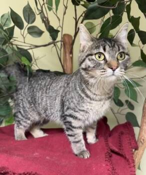 Tess -  Domestic Short Hair Cat for Adoption in Hastings, Nebraska - Tess | PetCurious