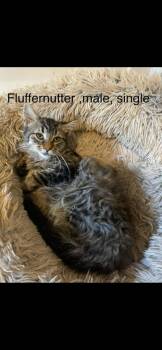 Domestic Medium Hair Cats Available for Adoption - Fluffernutter | PetCurious