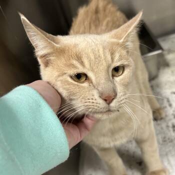 Domestic Short Hair Cats Available for Adoption in Canton, Illinois - Otis | PetCurious
