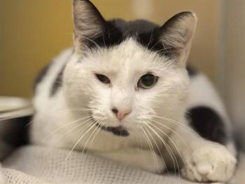 Domestic Short Hair Cats Available for Adoption - PONGO | PetCurious