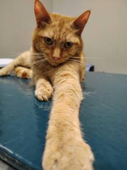 King -  Domestic Short Hair Cat for Adoption in Oakville, Washington - King | PetCurious
