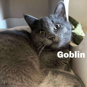 Rescue Domestic Short Hair Cats for Adoption in Gladstone, Michigan - Goblin 250981 | PetCurious