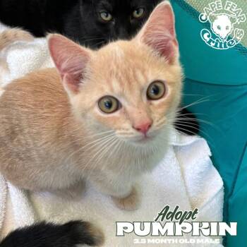Pumpkin -  Domestic Short Hair Cat for Adoption in Wilmington, North Carolina - Pumpkin | PetCurious
