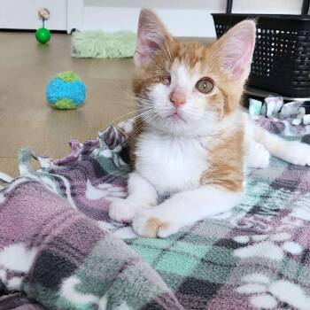 Domestic Short Hair Cats Available for Adoption in South Euclid, Ohio - Abraham Blinkin | PetCurious