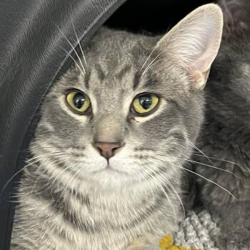 Domestic Short Hair Cats Available for Adoption - Kermit | PetCurious
