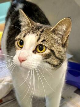 Domestic Short Hair Cats Available for Adoption in New Orleans, Louisiana - Muffy | PetCurious