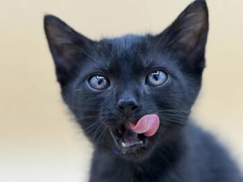 Lorenzo -  Domestic Short Hair Cat for Adoption in Portland, Oregon - Lorenzo | PetCurious