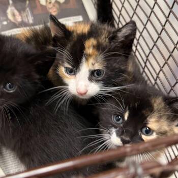 Domestic Short Hair Cats Available for Adoption in Los Angeles, California - Water Lilies | PetCurious