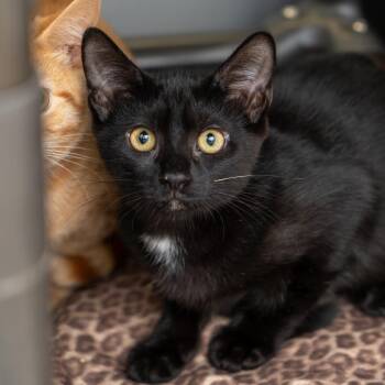 Alani -  Domestic Short Hair Cat for Adoption in New York, New York - Alani | PetCurious