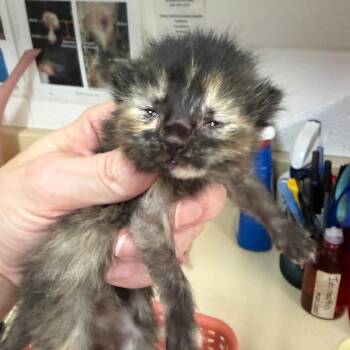 Domestic Short Hair Cats Available for Adoption in Ardmore, Oklahoma - Shelly | PetCurious