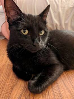Tita -  American Shorthair Cat for Adoption in Beach Park, Illinois - Tita | PetCurious