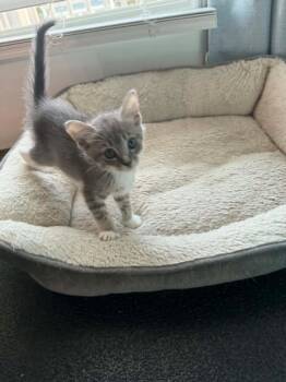 Oreo -  Domestic Short Hair Cat for Adoption in Sanford, North Carolina - Oreo | PetCurious