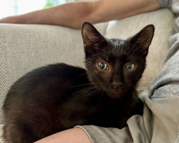 Rescue Domestic Short Hair Cats for Adoption in Garner, North Carolina - Indy | PetCurious