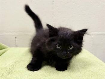 BIG JOE -  Domestic Short Hair Cat for Adoption in Brentwood, Missouri - BIG JOE | PetCurious