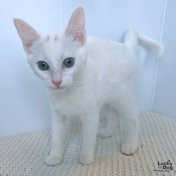 Sasha -  Domestic Short Hair Cat for Adoption in Washington, District Of Columbia - Sasha | PetCurious