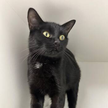 Midnight -  Domestic Short Hair Cat for Adoption in Uniontown, Pennsylvania - Midnight | PetCurious