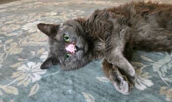Wheatus -  Domestic Short Hair Cat for Adoption in Tampa, Florida - Wheatus | PetCurious