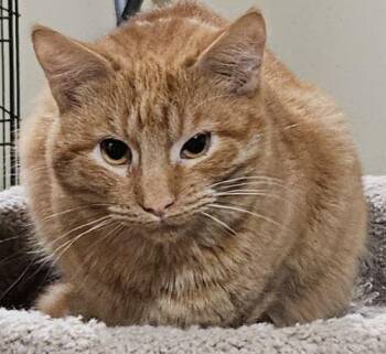 Puma -  Domestic Short Hair and Tabby Cat for Adoption in Fountain Hill, Pennsylvania - Puma | PetCurious