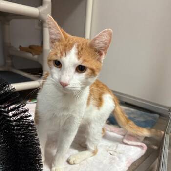 Rummy -  Domestic Short Hair Cat for Adoption in South Elgin, Illinois - Rummy | PetCurious