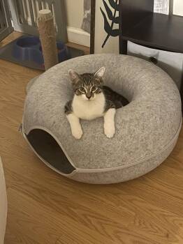 Rescue Domestic Medium Hair Cats for Adoption in Norwich, Connecticut - Kintaro | PetCurious