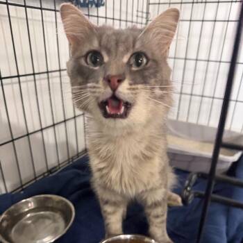 Grayson -  American Shorthair Cat for Adoption in Spring Hill, Kansas - Grayson | PetCurious