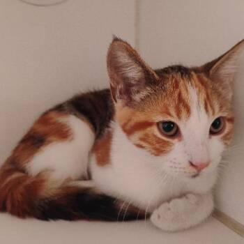 IVHS-Stray-142387 -  Domestic Short Hair Cat for Adoption in San Gabriel, California - IVHS-Stray-142387 | PetCurious