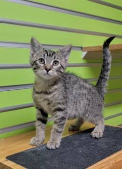 KATIE -  Domestic Short Hair Cat for Adoption in St. Peters, Missouri - KATIE | PetCurious