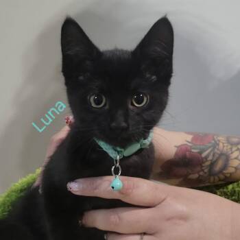 Luna -  Domestic Short Hair Cat for Adoption in Layton, Utah - Luna | PetCurious