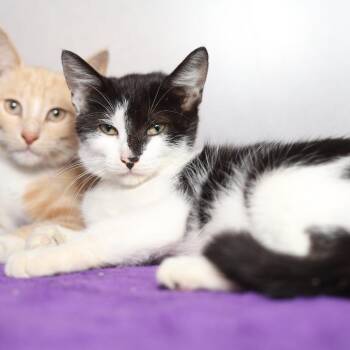 Mocha -  Domestic Short Hair Cat for Adoption in Evansville, Indiana - Mocha | PetCurious
