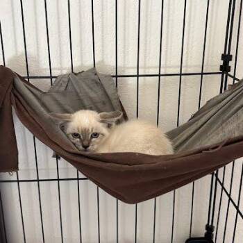 Jessie -  Siamese Cat for Adoption in Buellton, California - Jessie | PetCurious