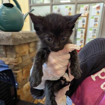 Monsoon -  Domestic Medium Hair Cat for Adoption in Lynchburg, Virginia - Monsoon | PetCurious