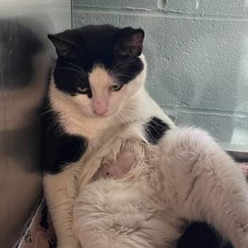 Herman -  Domestic Short Hair Cat for Adoption in Baltimore, Maryland - Herman | PetCurious
