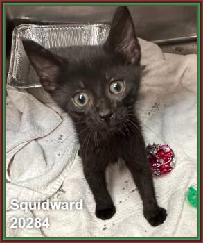 SQUIDWARD (see SPONGEBOB, PATRICK, & SANDY) -  Domestic Short Hair Cat for Adoption in Marietta, Georgia - SQUIDWARD (see SPONGEBOB, PATRICK, & SANDY) | PetCurious