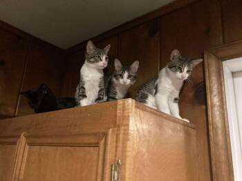 Rescue Domestic Short Hair Cats for Adoption in Kalamazoo, Michigan - Oops! I Did It Again Babies | PetCurious