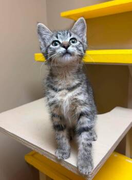 Violet -  Domestic Short Hair Cat for Adoption in Maryville, Missouri - Violet | PetCurious