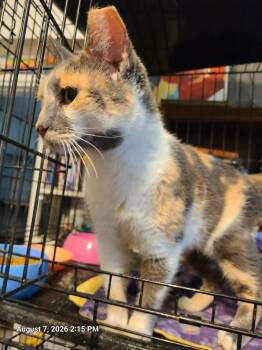 Calliope -  Calico Cat for Adoption in Waynetown, Indiana - Calliope | PetCurious