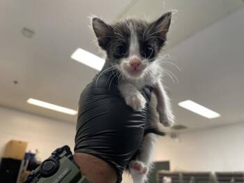 A1932634 -  Domestic Short Hair Cat for Adoption in Thousand Palms, California - A1932634 | PetCurious