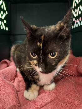 Calico Cats Available for Adoption in Liverpool, New York - Flora | PetCurious