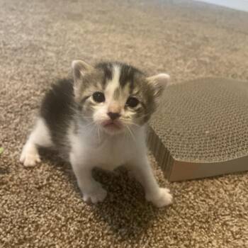 Sand Dollar -  Domestic Short Hair Cat for Adoption in Fairfax Station, Virginia - Sand Dollar | PetCurious