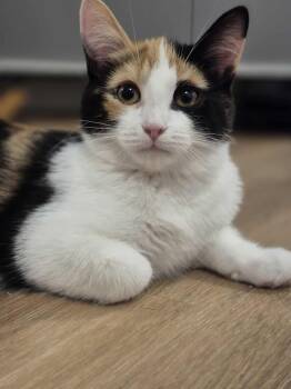 Rescue Domestic Short Hair Cats for Adoption in Ottawa, Ontario - Pearl | PetCurious